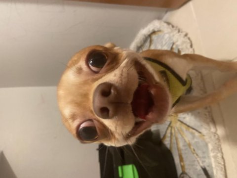 Chihuahua elma kafa