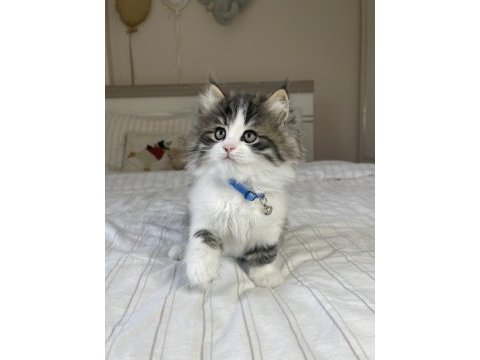 British longhair bebeklerimiz