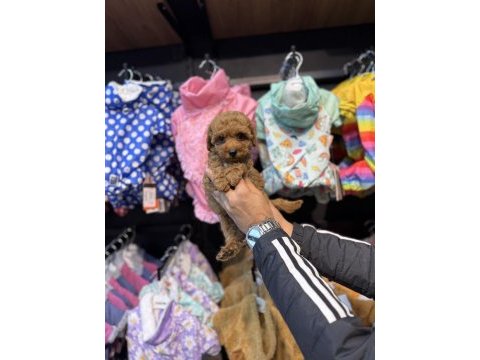 Toy poodle güzelliği