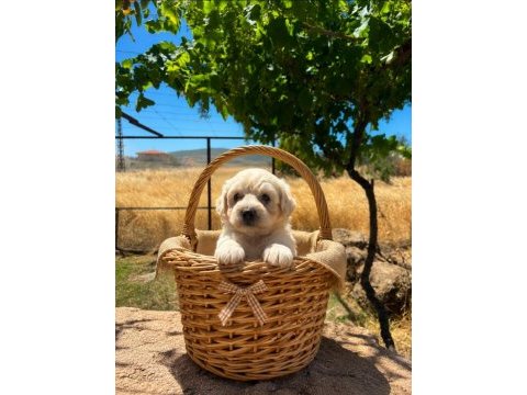 Toy poodle minik şekerler