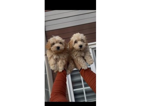 Muhteşem güzellikte maltipoo bebekler