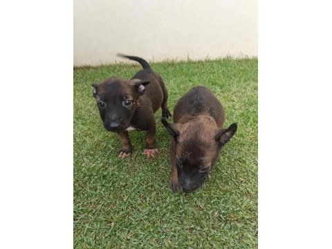 Maskeli blue belçika malinois