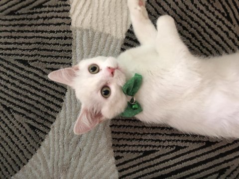 Pamuk aşırı uysal british shorthair