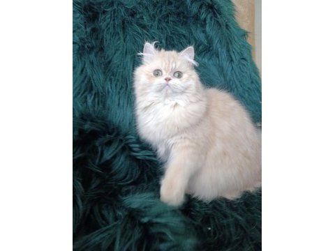 Şecereli safkan dişi british longhair