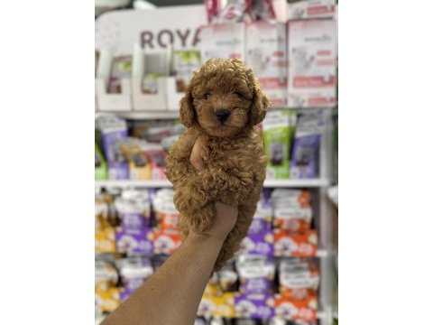 Toy poodle minikler için arayabilirsiniz