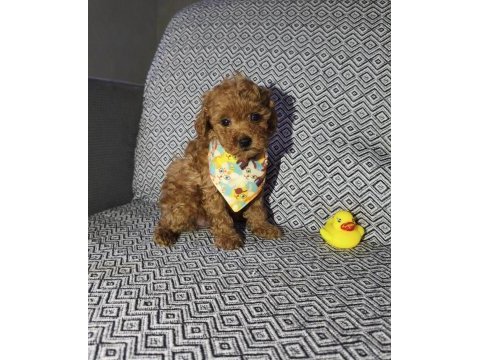 Tea cup erkek poodle yavrumuz