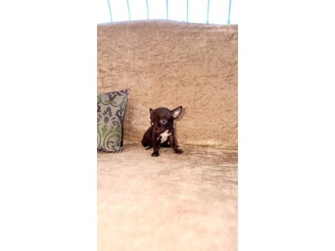 50 günlük orijinal teacup xs şivava yavruları