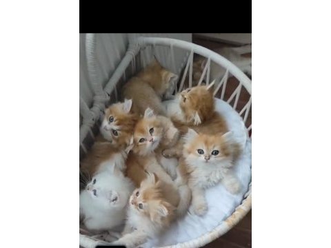 Tüylü sarı şeker golden kediler teslime hazır