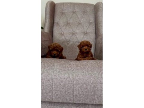 Kuşadası sağlıklı özel toy poodle bebekler