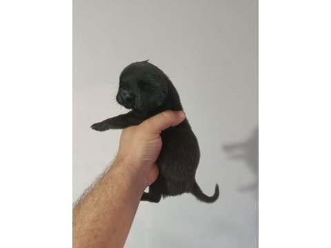 Siyah erkek pug yavru