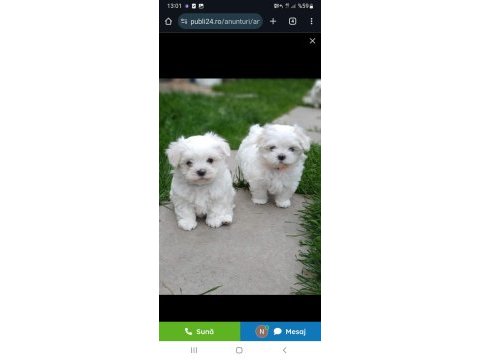 Orjinal safkan morkie