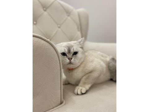 British shorthair fistana yuva arıyoruz