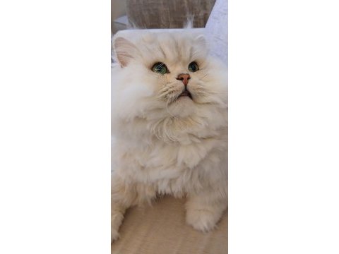 British longhair kedimiz