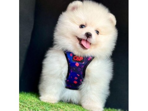 Sevimli pomeranian boo yavrularımız