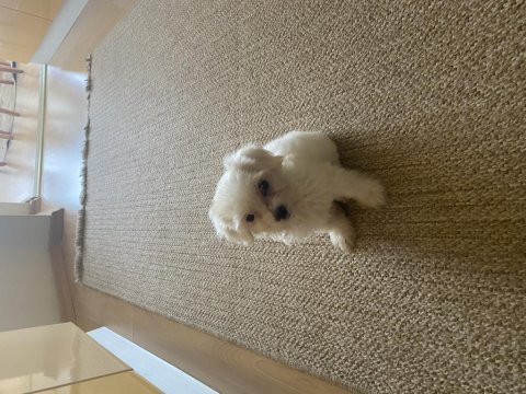 0-2 aylık dişi maltese terrier