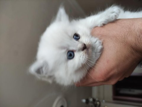 British shorthair blue point blue eyes mavi gözlü