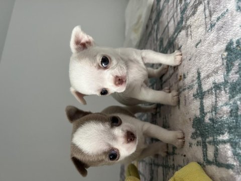 Elma kafa küt burun a kalite chihuahua yavrular