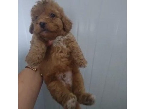 Toy poodle köpeğimiz