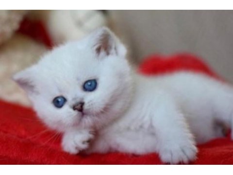 British shorthair erkek beyaz