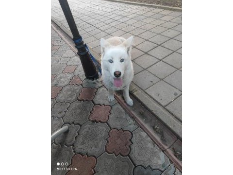 Safkan dişi husky köpeği
