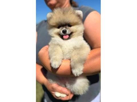 Yavru pomeranian boolarımız