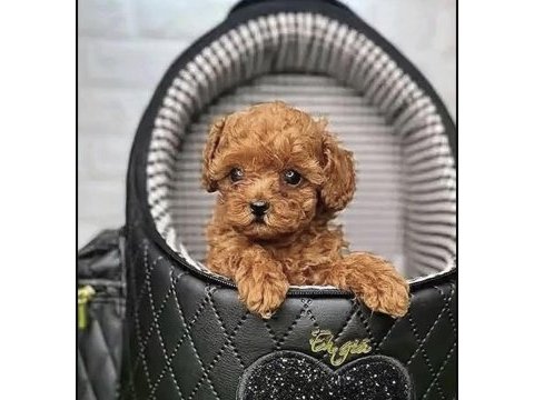 Toy poodle sağlıklı köpekler