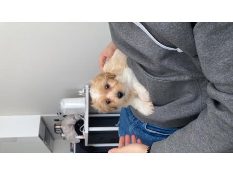 2 aylık çok tatlı maltipoo