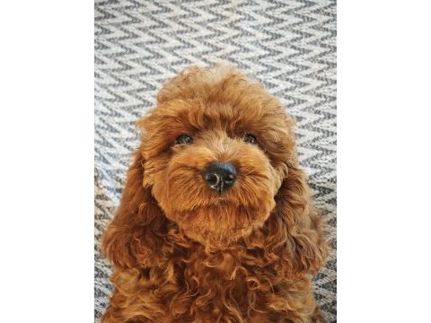 Sağlıklı güzel sevimli poodle yavrular