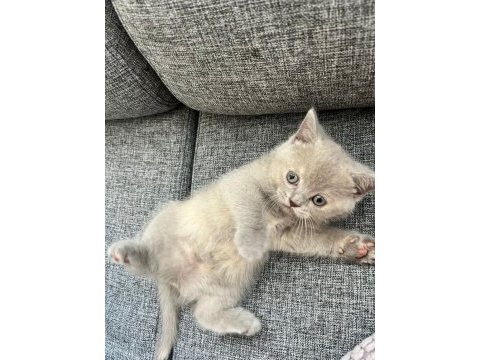 British shorthair dişi kedi yavrusu yuva arıyorum