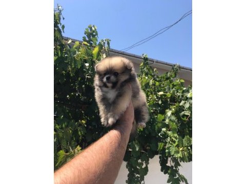 Pomeranian boo köpeğimiz