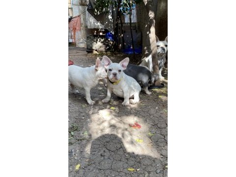 Egzotik french bulldog karma aşıları yapıldı