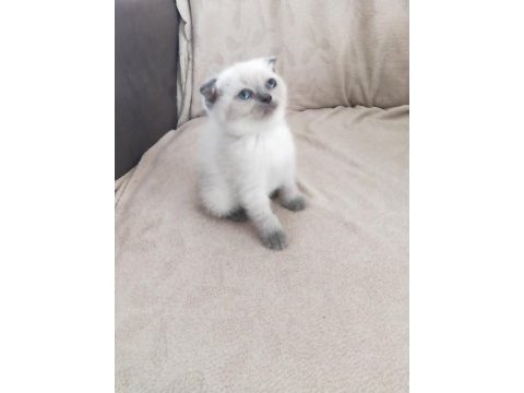 Son iki dişi scottish fold yavrum