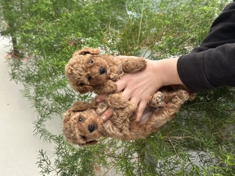 Orjinal kendi poodle yavrularım