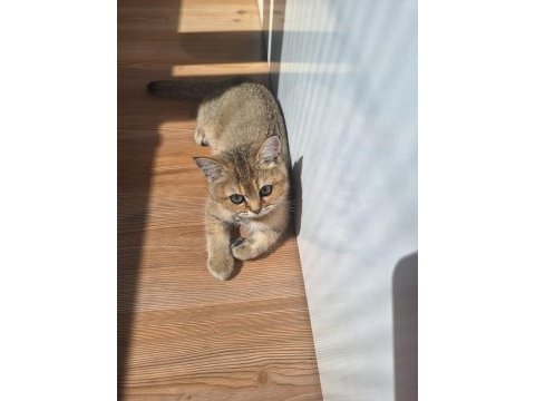 Golden british shorthair