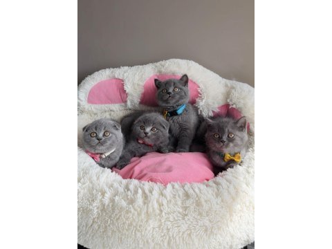 Ayı suratlı blue scotısh fold bebeğim 