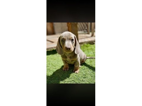 Dachshund yavru