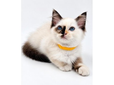 Tortie ragdoll bebekler