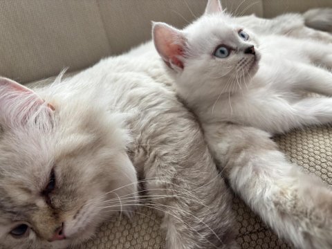 Dişi british shorthair 2 aylık kedi
