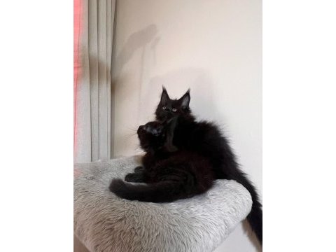 Saf kan şecereli siyah aslan maine coon yavruları