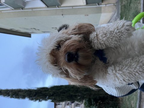 Maltipoo oğlumuzu sahiplendiriyoruz