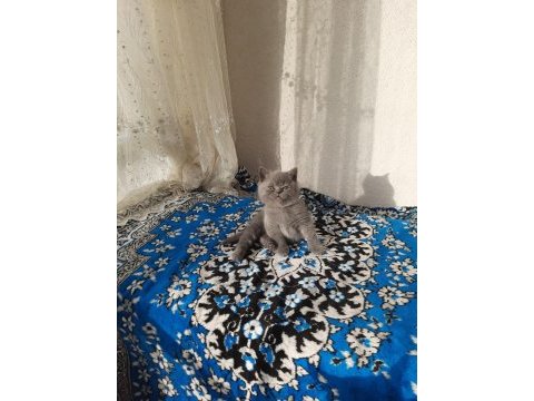 2 aylık british shorthair erkek yavru