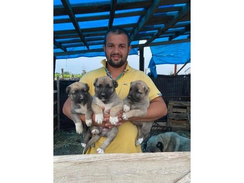 40 günlük kırçıl baba dövüş kralı kalite kangal