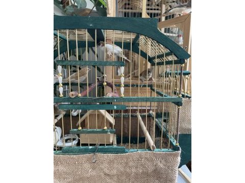 Bengal ispinoz society finch