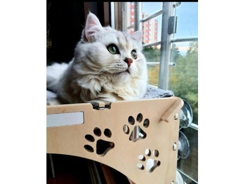 British longhair yavruma huzurlu bir yuva arıyorum