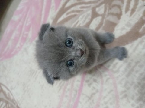 Orijinal british shorthair yavrular