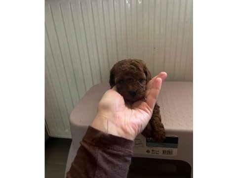 Ev doğumu toy poodle yavrularımız 2 aylık
