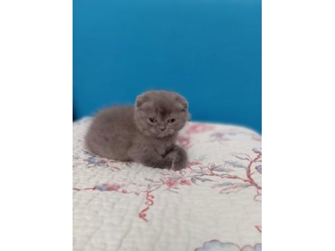Çok tatlı dişi scottish fold kedim