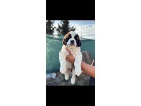 Dev ırk saint bernard yavrular