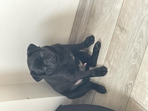Ping taşıyıcı pug aşıları yapıldı