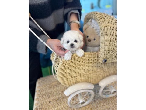 Anne altı maltese terrier yavrularımız